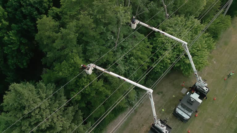 Best Storm Damage Tree Cleanup  in Fairview, MT